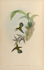 Phlogophilus hemileucurus på Paphinia cristata (orkidé) af John Gould